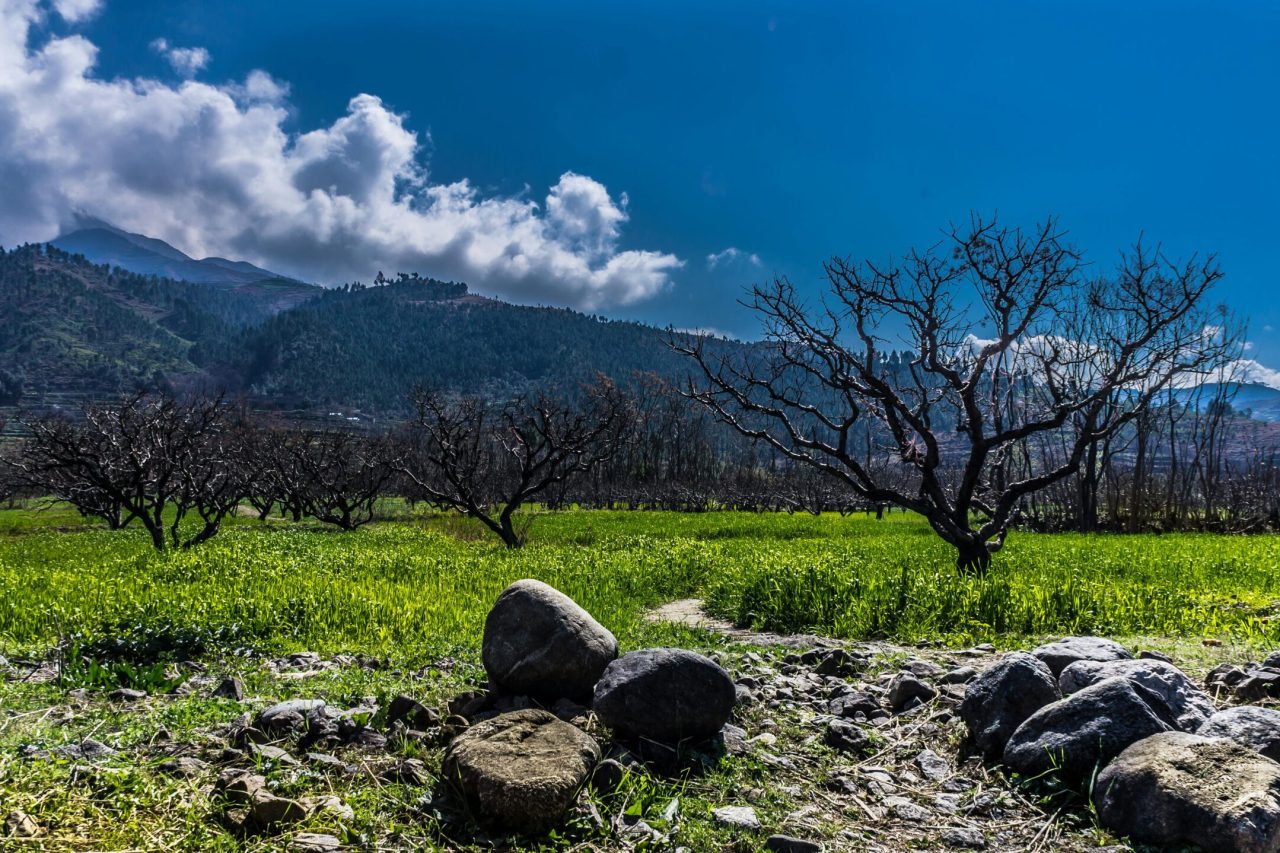 Beautiful fields and bare trees in Kalam, Pakistan, under a clear blue sky.